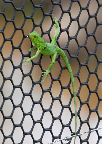 Green Iguana