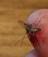 Culiseta incidens