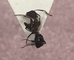 Camponotus pennsylvanicus