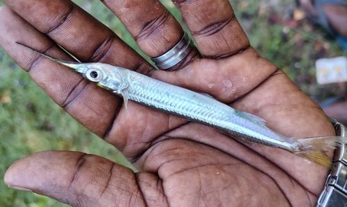 Redtip halfbeak (Hyporhamphus xanthopterus) — Hemiramphidae
