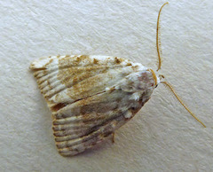 Meganola albula