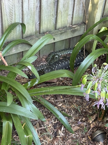 Diamond Python sighting