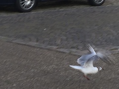 Chroicocephalus ridibundus