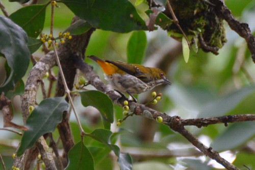 Northern Yellow-vented Flowerpecker (Subspecies Dicaeum chrysorrheum ...