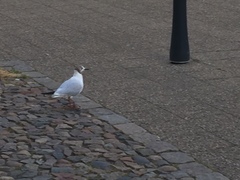 Chroicocephalus ridibundus