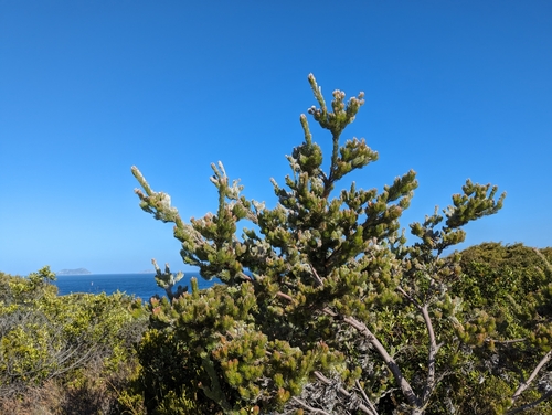 Image of Woolly Bush (Adenanthos sericeus) by (c) Caleb Catto, some rights reserved (CC BY)