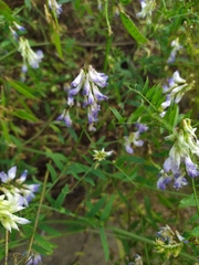 Vicia biennis