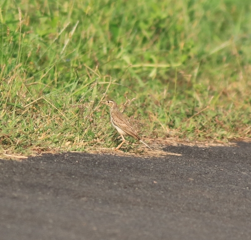 Tawny Pipit (Anthus campestris), photo 7