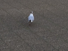 Chroicocephalus ridibundus