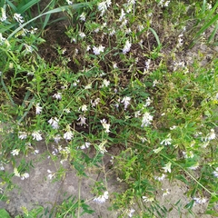 Vicia biennis