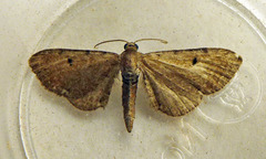 Eupithecia assimilata