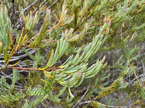 Acacia sulcata, 2024-12-30
