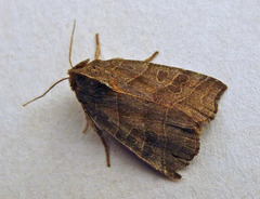 Ipimorpha retusa