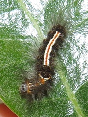 Euproctis hardenbergia