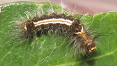 Euproctis hardenbergia