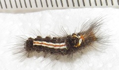 Euproctis hardenbergia