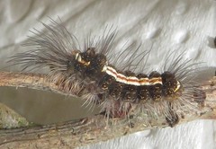 Euproctis hardenbergia