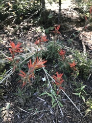 Castilleja disticha