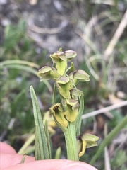 Chamorchis alpina