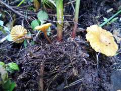 Fungi