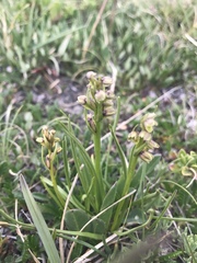 Chamorchis alpina