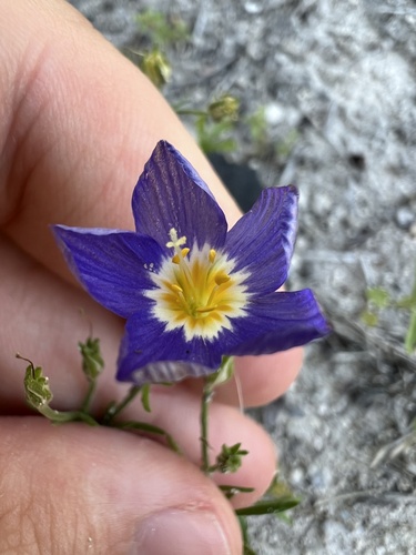 South Texas Gilia (Giliastrum ludens)