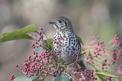 Chinese Thrush photo 4