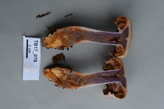 Cortinarius camphoratus