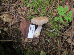 Cortinarius camphoratus