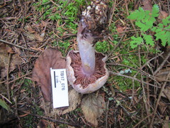 Cortinarius camphoratus