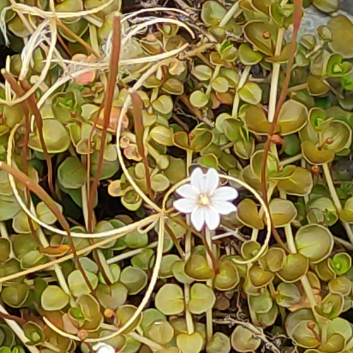 Foto de Erva-de-são-joão