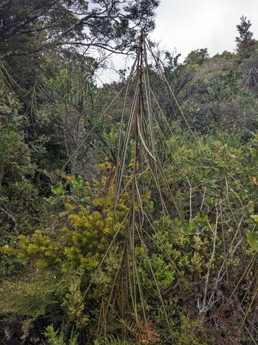 Foto de Lancewood