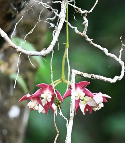 Hoya imperialis Lindl. 3