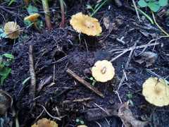 Fungi