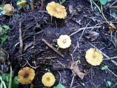 Fungi