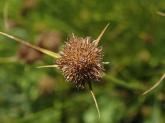 Carex athrostachya
