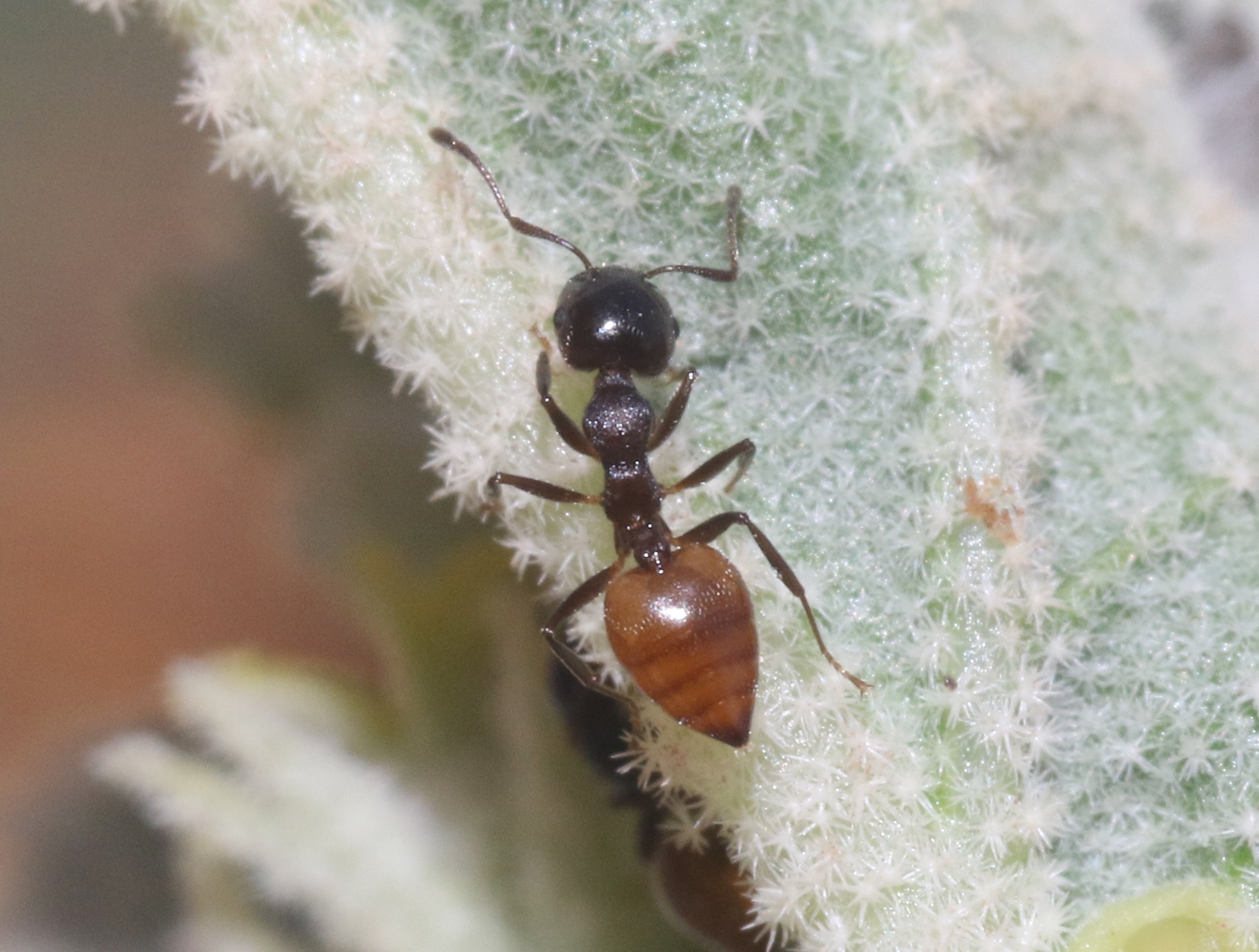 Crematogaster jacindae