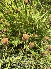 Carex athrostachya