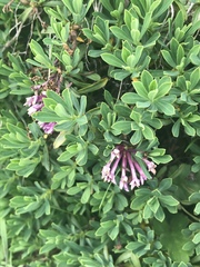 Daphne striata