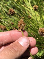 Carex athrostachya