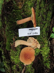 Lactarius tabidus
