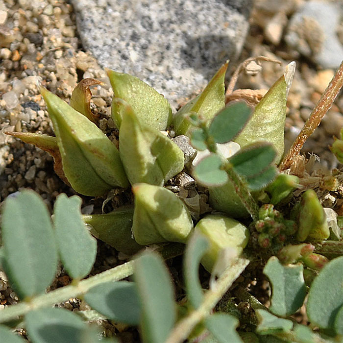 Astragalus ammophilus