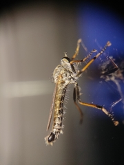 Neomochtherus geniculatus