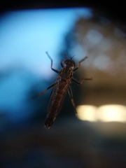 Neomochtherus geniculatus