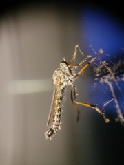 Neomochtherus geniculatus