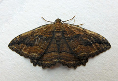 Philereme transversata
