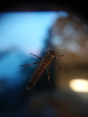 Neomochtherus geniculatus