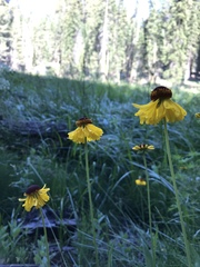 Helenium bigelovii