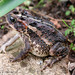 Porter's Toad - Photo (c) Josiah Townsend, some rights reserved (CC BY-NC-ND), uploaded by Josiah Townsend