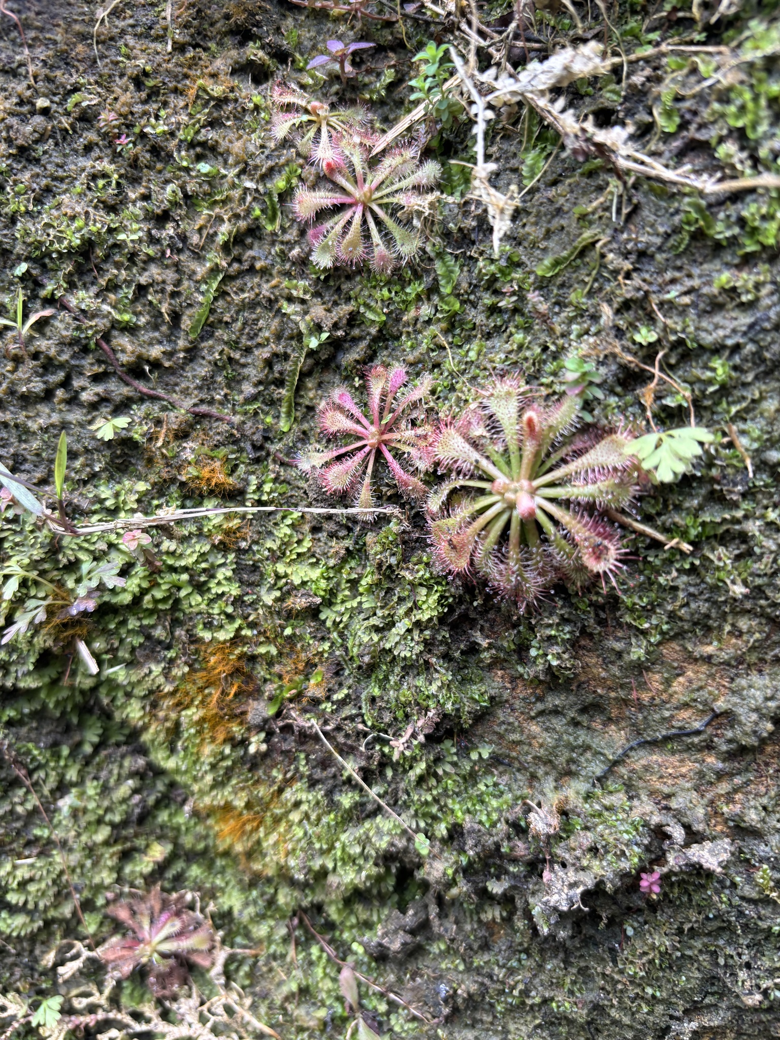 Imagem de Drosera espatulada